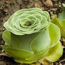 Aamish Succulent Flower Seeds for Planting - Heirloom, Non-GMO, High Germination Organic Garden Seeds