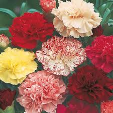 Carnation Flower Seeds for Planting - Seasonal Bloomer, Heirloom, Non-GMO, High Germination Organic Garden Seeds