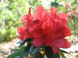 Red Azaleas Flower Seeds for Planting – Heirloom, Non-GMO, High Germination Organic Garden Seeds