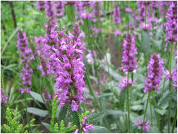 Betony Flower Seeds for Planting – Long Bloom Season, Heirloom, Non-GMO, Organic Garden Seeds