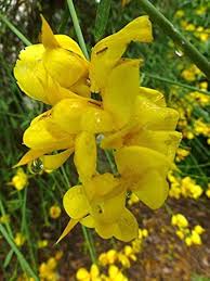 Heirloom Spartium Flower Seeds – Non-GMO, High Germination Organic Garden Seeds