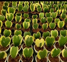 Green Hoya Kerrii Flower Seeds for Planting | Heirloom Non-GMO Organic Garden Seeds