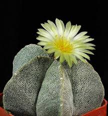 Astrophytum Myriosrigma Flower Seeds for Planting – Heirloom, Non-GMO, High Germination Organic Garden Seeds