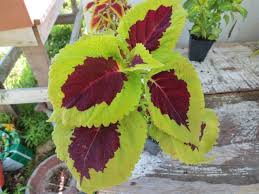 Heirloom Kong Lime Flower Seeds – Non-GMO, High Germination Organic Garden Seeds