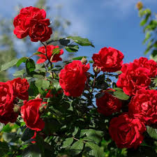 Rose Flower Seeds for Planting – Heirloom Non-GMO High Germination Organic Garden Seeds