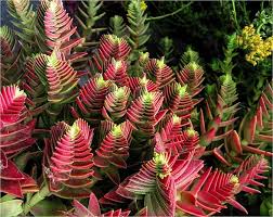 Flower Seeds, Seeds,Seeds For Planting,Plant Seeds