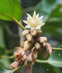 Mimusops Flower Seeds for Planting – Heirloom, Non-GMO, Garden Favorite Organic Seeds
