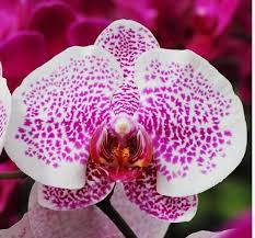 White Pink Phalaenopsis Orchid Seeds for Planting – Heirloom, Non-GMO Colorful Display, High Germination