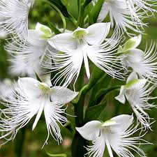 Heron Orchid Flower Seeds for Planting – Heirloom, Non-GMO, High Germination Organic Garden Seeds