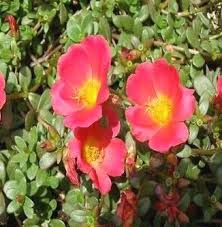 Red Rock Purslane Ruby Tuesday Flower Seeds for Planting | Heirloom Non-GMO Organic Garden Seeds