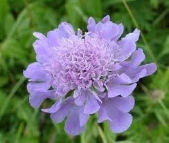 Scabiosa Flower Seeds for Planting – Low Maintenance, Heirloom, Non-GMO, High Germination Organic Garden Seeds