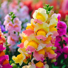 Pink Snapdragon Flower Seeds for Planting – Fragrant, Heirloom, Non-GMO, High Germination Garden Seeds