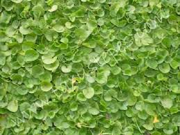 Heirloom Dichondra Flower Seeds for Planting – Vibrant Colors, Non-GMO, High Germination Organic Garden Seeds