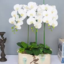 Phalaenopsis Orchid Flower Seeds for Planting – Heirloom, Non-GMO, Bright Bloom Organic Garden Seeds