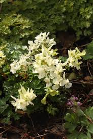 Corydalis Solida Seeds for Planting – Wildflower Mix, Heirloom, Non-GMO Organic Garden Seeds