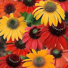 Cone Flower Seeds for Planting – Heirloom, Non-GMO Colorful Display, High Germination Seeds