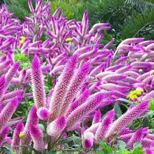 Heirloom Celosia Spicata Flower Seeds – Non-GMO, High Germination Organic Garden Seeds