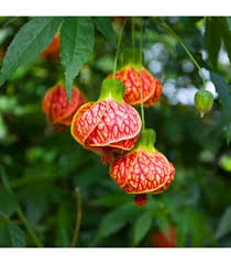 Yellow Red Abutilon Flower Seeds for Planting | Heirloom Non-GMO High Germination Organic Garden Seeds
