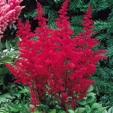 Astilbe Arendsii Flower Seeds for Planting – Heirloom, Non-GMO, Pollinator Friendly, High Germination