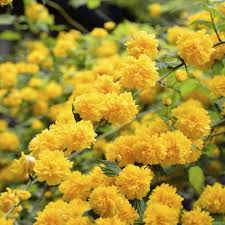 Yellow Kerria Japonica Flower Seeds for Planting – Low Maintenance, Heirloom, Non-GMO, High Germination Organic Garden Seeds