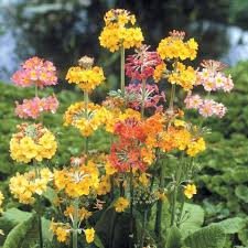 Primula Candelabra Flower Seeds for Planting – Vibrant Colors, Heirloom, Non-GMO, High Germination