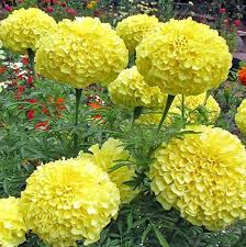 Light Yellow Marigold Flower Seeds for Planting – Shade Tolerant, Heirloom, Non-GMO & High Germination Seeds