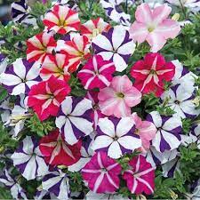 Flower Seeds, Seeds,Seeds For Planting,Plant Seeds