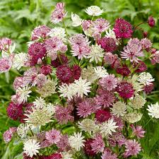 Mixed Astrantia Flower Seeds for Planting – Heirloom, Non-GMO, High Germination Organic Garden Seeds