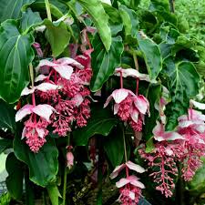 Medinilla Flower seeds for Planting - Low Maintenance, Heirloom &amp; GMO Free Seeds for Home Garden