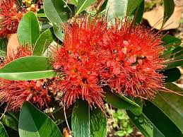 Crimson Flower Seeds for Planting – Colorful Display, Heirloom, Non-GMO, Organic Garden Seeds