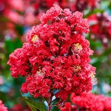 Lagerstroemia Flower Seeds for Planting – Shade Tolerant, Heirloom, Non-GMO, High Germination