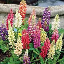 Lupine Flower Seeds for Planting – Bright Blooms, Heirloom, Non-GMO, High Germination Organic Garden Seeds