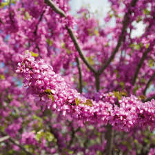 Pink Cercis Flower Seeds for Planting – Heirloom, Non-GMO, Easy to Grow, Organic Garden Seeds