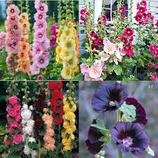 Heirloom Mallow Flower Seeds for Planting – Non-GMO, Cottage Garden Essential, High Germination