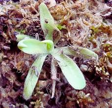 Pinguicula Flower Seeds for Planting – Heirloom, Non-GMO, High Germination Organic Garden Seeds
