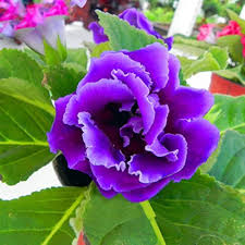 Purple Gloxinia Flower Seeds for Planting – Sun Loving, Heirloom, Non-GMO, High Germination