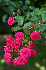 Dark Pink Rose Flower Seeds – Heirloom Non‑GMO Seeds for Planting, Pollinator Friendly High Germination Organic Garden Seeds