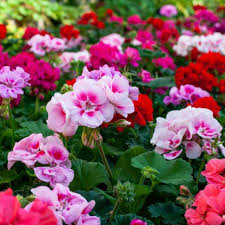 Pelargonium Flower Seeds for Planting – Heirloom, Non-GMO, Long Bloom Season, High Germination