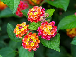 Lantana Flower Seeds for Planting – Wildflower Mix, Heirloom & Non-GMO Seeds