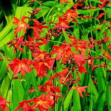 Heirloom Crocosmia Flower Seeds for Planting – Non-GMO, Low Maintenance, High Germination
