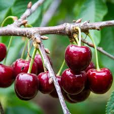 Fruit Seeds,Garden seeds, Seeds For Planting,Plant Seeds