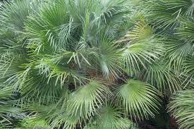 Gray Chamaerops Humilis Flower Seeds for Planting – Heirloom, Non-GMO, High Germination Organic Garden Seeds