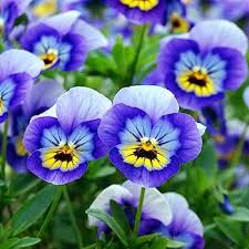 Pansy Blue Flower Seeds for Planting – Wildflower Mix, Heirloom, Non-GMO Organic Garden Seeds