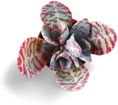 Kalanchoe Humilis Flower Seeds for Planting – Heirloom, Non-GMO, High Germination Organic Garden Seeds