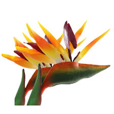 False Bird of Paradise Flower Seeds for Planting – Heirloom, Non-GMO, High Germination Organic Garden Seeds