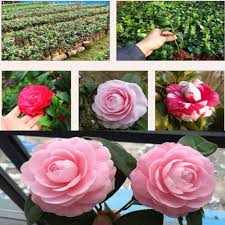 Heirloom Camellia Flower Seeds for Planting – Sun Loving, Non-GMO, High Germination Organic Garden
