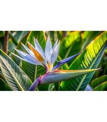 White Strelitzia Reginae Flower Seeds for Planting – Heirloom, Non-GMO, Colorful Display Organic Garden Seeds