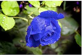 Rainy Blue Rose Seeds for Planting – Garden Favorite, Heirloom, Non-GMO Organic Garden Seeds