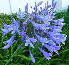 Blue Agapanthus Flower Seeds for Planting – Heirloom, Non-GMO, High Germination Organic Garden Seeds