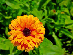 Yellow Calendula Flower Seeds for Planting | Heirloom Non-GMO High Germination Organic Garden Seeds